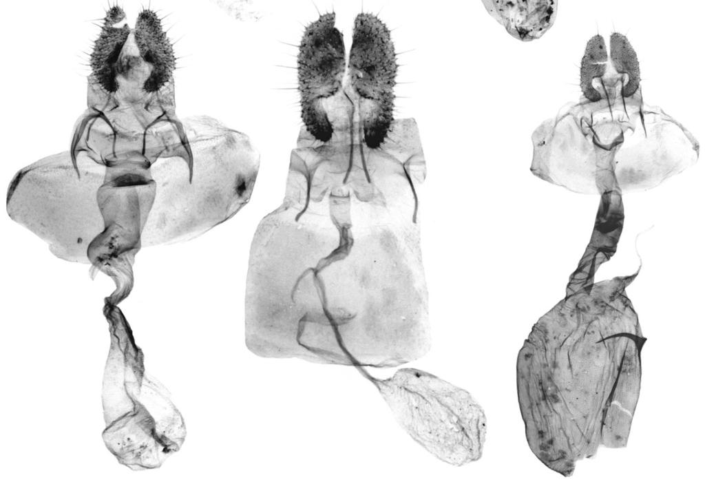 Spatalistis phulchokia Razowski, sp. n., holotype. 28. Spatalistis viridphantasma Razowski, sp. n., holotype. 29.
