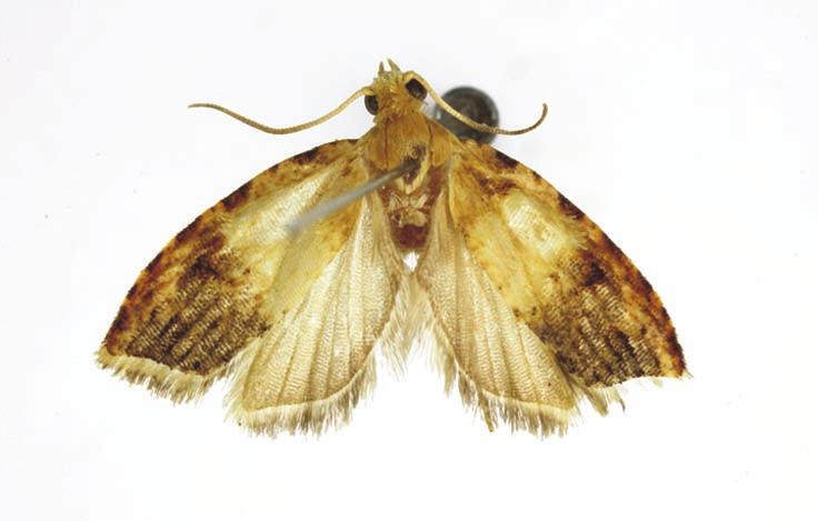 Asterolepis engis Razowski, sp. n.