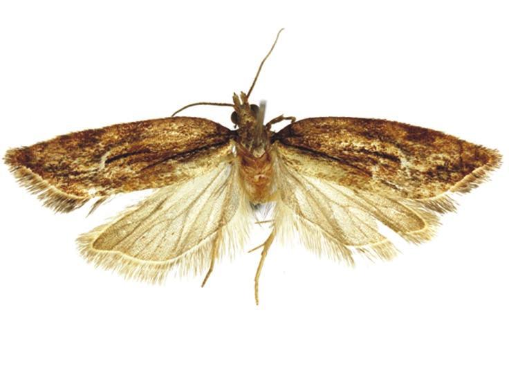 Acleris schiasma Razowski, sp. n., holotype. 55.