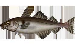 Example 7: Age of Haddock The age T, in years, of a haddock can be thought of as a function of its length L, in