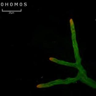 Hyphae allow the fungus to grow towards food sources by chemotropism (remember