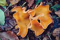 reproduction) Most fungi