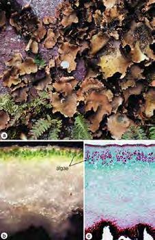 majority of lichens are
