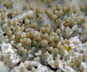 Lichens also reproduce asexually through