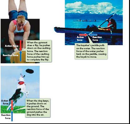 Action-reaction pairs explain how a gymnast can flip over a vaulting horse, how a kayaker can move through the water, and how a dog can leap off the ground.
