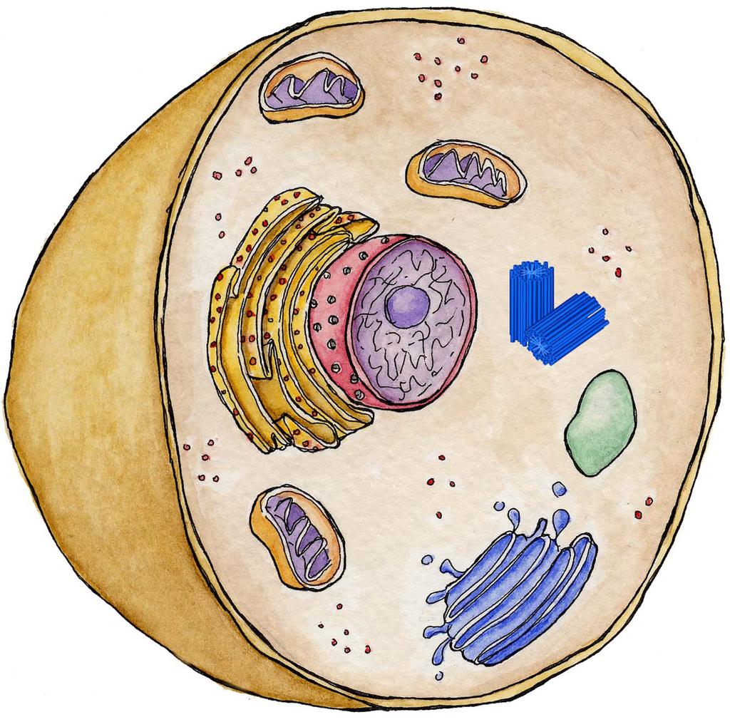 Conduct an investigation to provide evidence that living things are made of cells; either one cell or many different numbers and types of cells.