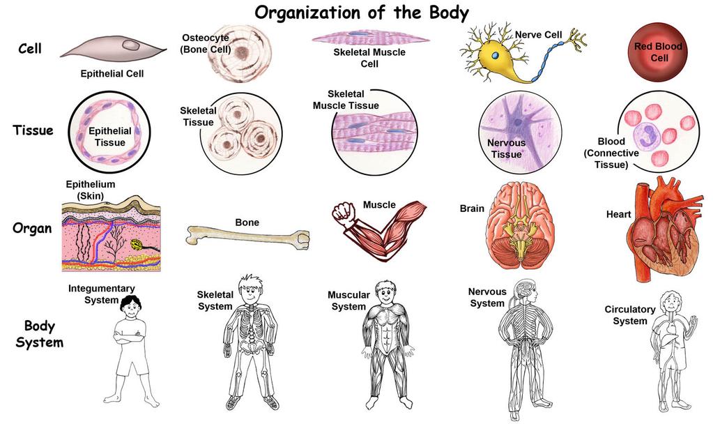 LS1.A: Structure and Function - In multicellular organisms, the body is a system of multiple interacting subsystems.