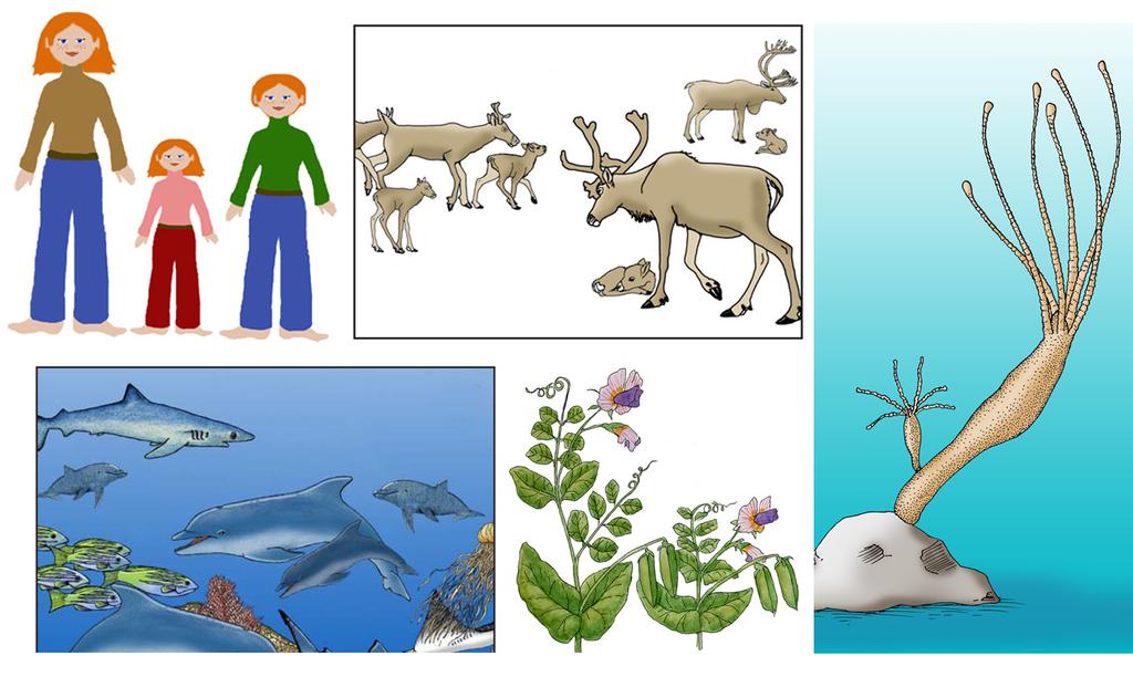 (MS-LS2-4) Biodiversity describes the variety of species found in Earth s terrestrial and oceanic ecosystems.