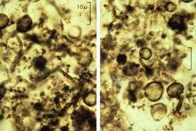 ) the first evidence of life in the fossil record are isotopic carbon