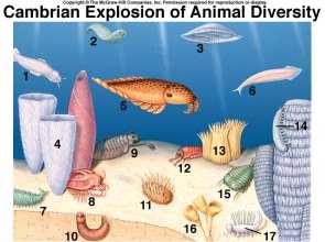 represented in Cambrian fossils, as well as many extinct groups this is the biggest