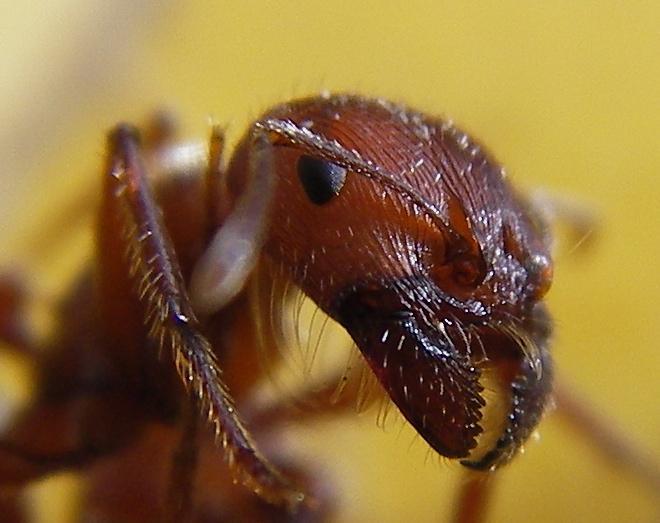 How Howsmall smallare areatoms? atoms? Well, this ant is made up of billions!