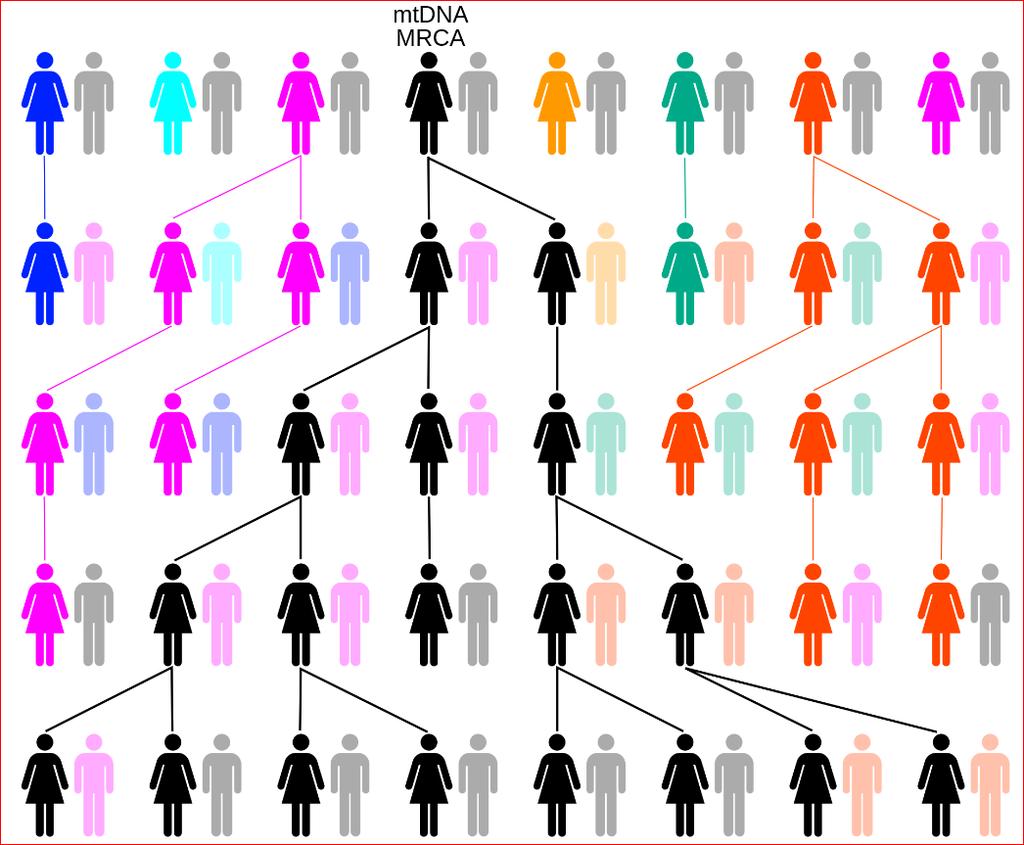 Most recent Common Ancestor Maternal