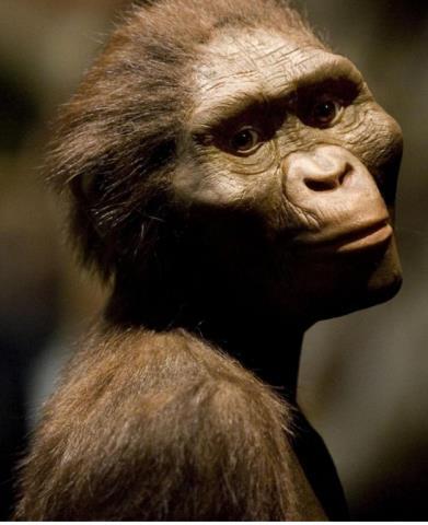 hominid left now Example: Lucy skeleton, Ethiopia, 3.