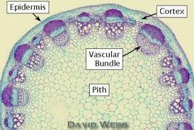 PRIMARY GROWTH-Dicot Stems Moving from the outside to the inside, primary dicot stems