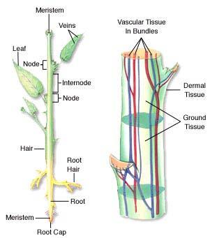 Meristems Two types Apical Primary growth Root tips and stems (length) Herbaceous, non-woody stems and roots Lateral Secondary growth Increased thickness of plants (width) Woody plants (shrubs,