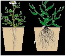 3 Main Plant Organs: 1. Roots 2. Stems 3.