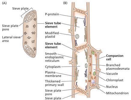 The Tissue System: On the basis of their development, structure and location Sachs (1975) has classified tissue systems into three types viz.