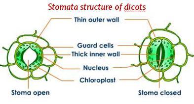 Stomata regulate the process of transpiration and gaseous exchange Each stoma composed of two bean shaped cell called guard cells. In grasses the guard cells are dumb-bell shaped.