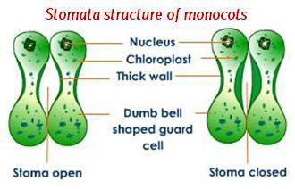Epidermal cells in the vicinity of guard cell called subsidiary cells. Stomatal aperture, guard cells and subsidiary cells together called stomatal apparatus.