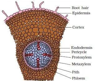 The parenchymatous cells present in-between xylem and phloem is called conjuctive tissue. The number of xylem and phloem bundle is three or four.