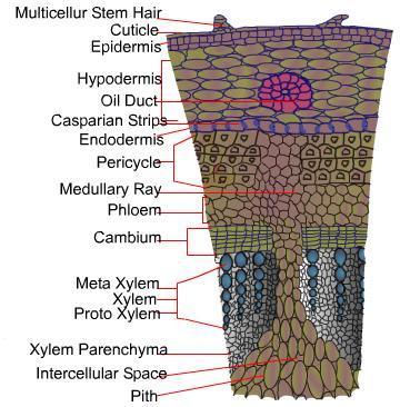 Endodermis: it is the innermost layer of cortex. Cells are rich in starch grains and are referred to as starch sheath.