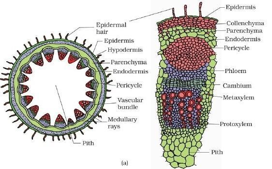 Medullary rays: a few layers of radially placed parenchymatous cells present in between vascular bundles. A large number of vascular bundles arranged in a ring.