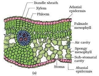 Abaxial surface has more stomata than the adaxial epidermis. Tissue between upper and lower epidermis called mesophyll.