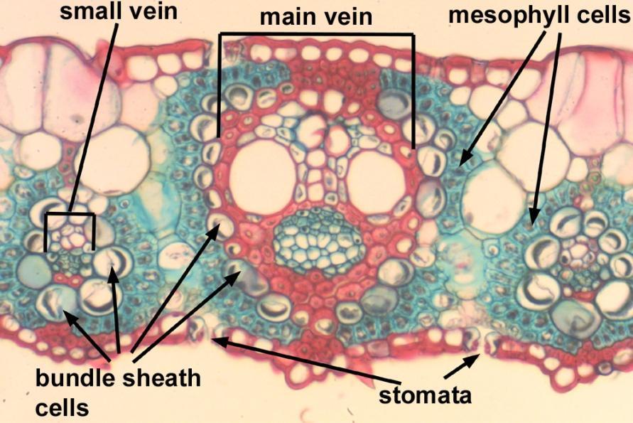 In grasses, certain adaxial epidermal cells along the veins modified themselves into large, empty, colourless cells called bulliform cells.