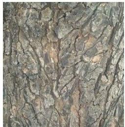 Heartwood and sapwood : In old trees the secondary xylem is dark brown due to deposition of organic compounds like tannins, resins, oils, gums, aromatic substances and essential oils in the central