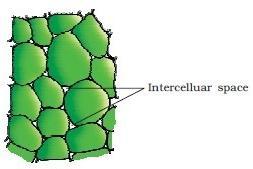 Aerenchyma here the intercellular spaces have lot of air & is present in hydrophytes, helps in buoyancy & respiration. Eg.