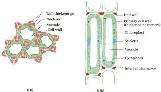 5) Parenchyma cells associated with xylem & phloem help in conduction of water & food materials respectively.
