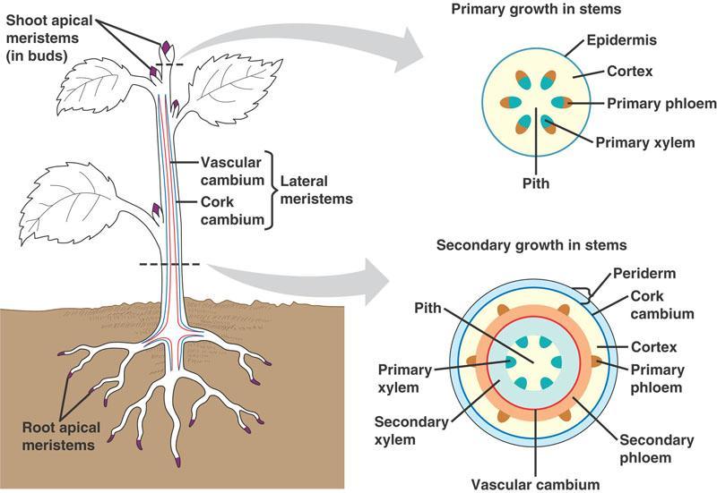 Two main Lateral Meristems control secondary growth 1. Vascular cambium makes 2 o xylem and phloem 2.