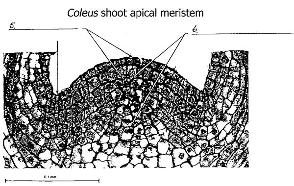 Apical meristem: point of vigorous