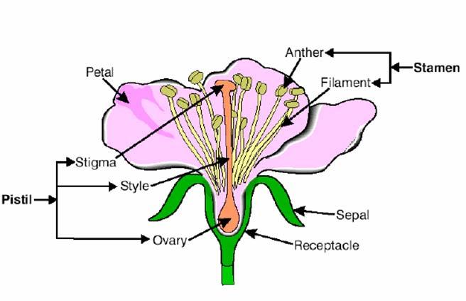 The Flower Photosynthesis Is the chemical process that