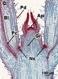 Plant Cells and Tissues Meristem of Coleus: Api = apical meristem; Gr = ground meristem; Pd = protoderm; Pc = procambium; Ns = New side shoot; Bl = Blade The primary meristems, which arise from the