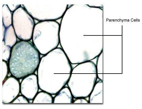 Simple Tissues : Parenchyma Parenchyma cells form parenchyma tissue. Parenchyma cells are the most abundant of cell types and are found in almost all major parts of higher plants.