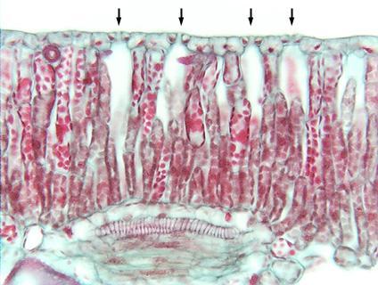 Simple Tissues : Parenchyma Palisade parenchyma