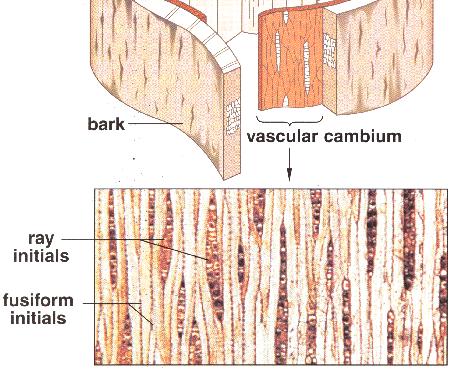 layers of palisade cells.