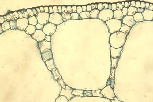 Simple Tissues : Parenchyma Additionally, some groups of cells are loosely packed together with connected air spaces, such as in water lilies, this tissue