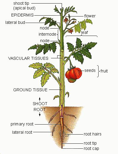 The "Typical" Plant Body The Root System: Underground (usually) Anchor the plant in the soil Absorb water and nutrients Conduct water and nutrients Food Storage The Shoot System: Above ground
