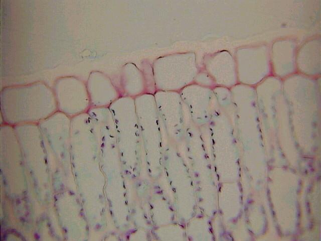 Complex Tissues : Epidermis Cutin, a fatty substance secreted by most epidermal cells,