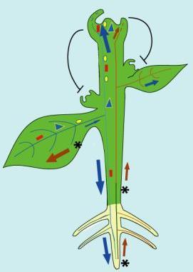 Conducting Tissues of Plants Conducting tissues are responsible for the nutrient transport in plant physiology: Xylem - Chief conducting