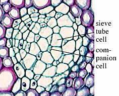 Primarily, phloem carries dissolved food substances throughout the plant.