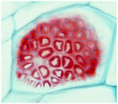 Conducting Tissues: Phloem Sieve tubes are formed from sieve-tube members laid end to end.