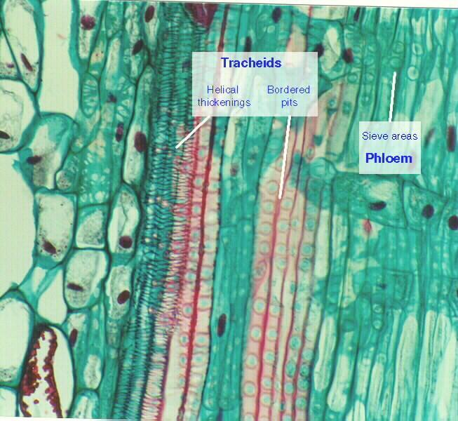Conducting Tissues: Xylem Xylem is an important plant tissue as it is part of