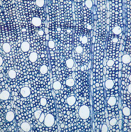 Conducting Tissues: Xylem Long tubes made up of individual cells are the vessels, while