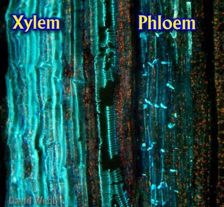 Conducting Tissues: Xylem
