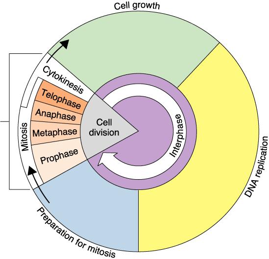 37-What are the two parts of the cell cycle?