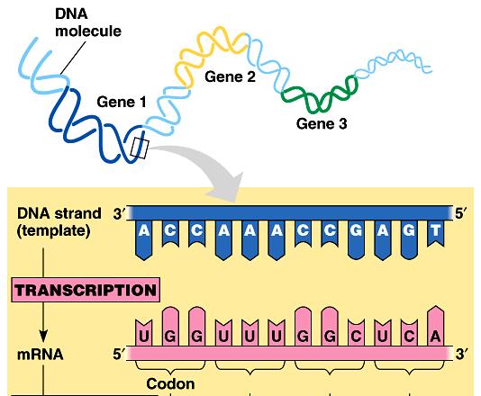 41-How many genes is this DNA molecule