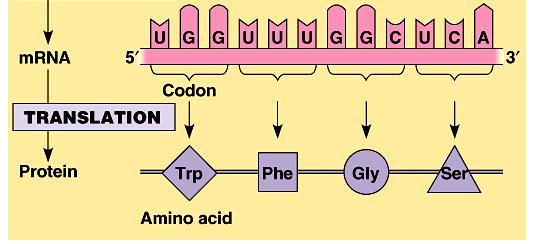 43-Translation is when the mrna is used to make an amino acid chain, called a?